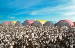 Produ��o de algod�o avan�a em Mato Grosso e safra 2024/25 atinge recorde