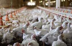 Mercado de frango vivo mostra estabilidade e atacado segue em alta no Brasil