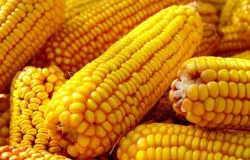 Pre�os do milho recuam no Brasil com avan�o da colheita e maior oferta no mercado