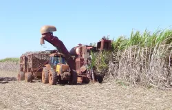 Produ��o de cana recua, mas etanol atinge e a��car se mant�m em alta