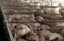 Pre�o do su�no cai no Brasil mesmo com exporta��es recordes e pressiona margens do produtor