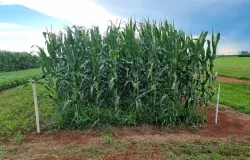 Braqui�ria e outras gram�neas tropicais elevam produtividade da soja em at� 15% e fortalecem sa�de do solo