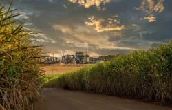 Safra de cana 2025/26 no Centro-Sul fecha com 611 milh�es de toneladas e setor inicia novo ciclo priorizando etanol
