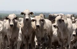 Pre�o do boi gordo perde for�a antes do Dia das M�es e mercado aponta acomoda��o da arroba