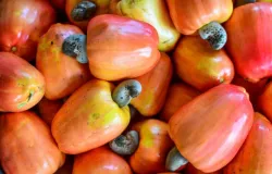 Caju une sabor, sa�de e versatilidade na alimenta��o di�ria