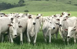 Arroba do boi gordo recua em parte do Brasil com press�o de oferta e mercado atento �s exporta��es
