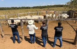 Pol�cia Civil recupera 33 cabe�as de gado furtadas de propriedade rural em Cocalinho