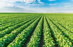 �rea de soja cresce quase 300 mil hectares em MT e RO mesmo com cr�dito rural mais restritivo