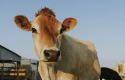 Tecnologia de biometria bovina chega ao Brasil com foco em rastreabilidade e seguran�a no campo