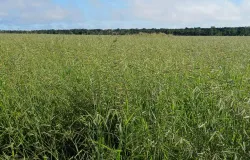 Redu��o de 55% na produ��o de sementes de ruziziensis exige planejamento antecipado para safra 2025/26