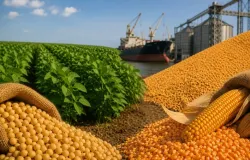 Soja ganha for�a no mercado brasileiro, enquanto milho enfrenta press�o com safra recorde e concorr�ncia internacional