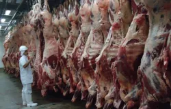 Brasil abate 10,29 milh�es de bovinos no 1� trimestre e participa��o de f�meas atinge 49,9%, aponta IBGE