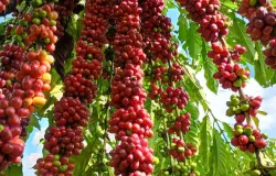 Com assist�ncia t�cnica da Empaer, cafeicultura de Colniza alcan�a produtividade recorde