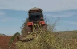 Manejo correto das plantas de cobertura na entressafra melhora a pr�xima safra