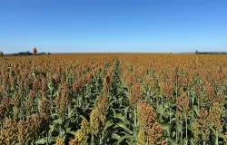 Com safrinha sob risco, produtor encontrou no sorgo uma solu��o para rentabilidade e manejo de plantas daninhas