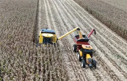 Agricultor paranaense triplica a produtividade do milho e estabelece recorde nacional