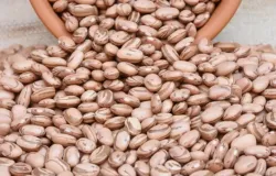 Feij�o carioca sofre press�o com avan�o da terceira safra, enquanto feij�o preto mant�m estabilidade no mercado