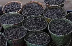 Nanofertilizante feito com caro�o de a�a� aumenta crescimento de milho e sorgo