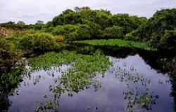 Pantanal em Perigo: Tribunal Exige Provas de Que Rios Seguros Para Grandes Navios Antes de Aprovar Projeto