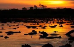 Fim da investiga��o: MPF encerra caso de desmate ilegal no Pantanal ap�s acordo