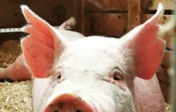 Idoso usa rim de porco modificado por 271 dias antes de receber �rg�o humano