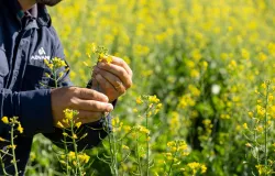 Canola avan�a no Brasil como op��o rent�vel no inverno