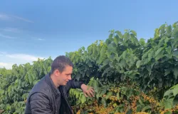 Projeto in�dito analisa o tecido vegetal do cafezal e transforma dados da planta em decis�es de manejo