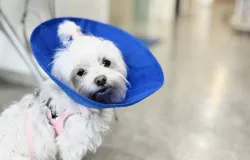 Castra��o traz ganhos f�sicos e comportamentais para os pets