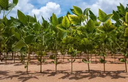 Semeadura da soja ultrapassa 50% da �rea em Mato Grosso, aponta Imea