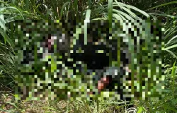 Corpo de homem � encontrado em matagal atr�s de supermercado em Cuiab�