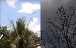 Gafanhotos  prejudicam produ��o de doces em MT