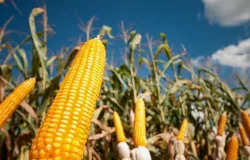 SAFRAS corta produ��o de ver�o 2021/22 de milho para 22,556 milh�es de toneladas
