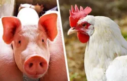 ABPA projeta desempenho positivo para a avicultura e a suinocultura em 2021 e 2022