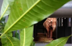 Elefanta Bambi inicia viagem para Santu�rio em Chapada dos Guimar�es