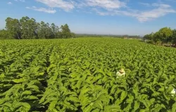 RS: culturas de milho e tabaco ser�o prejudicadas pela seca