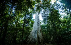 Opera��es Polygonum mudam postura ambiental do Estado de Mato Grosso