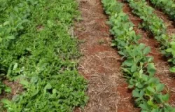 Planta daninha caruru muda a forma de cuidar da soja e herbicidas pr�-emergentes viram a chave