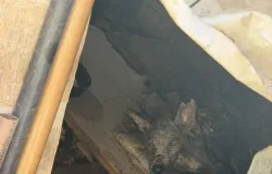 PMCE e AMA resgatam 19 c�es em situa��o de maus-tratos em Sobral
