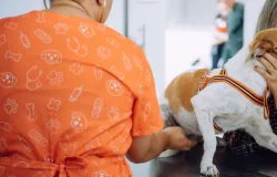 Vetor m�vel do Cear� faz castra��o gratuita de pets em Aracoiaba