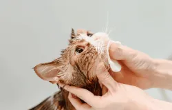 Gatos tamb�m sofrem de acne: entenda as causas e saiba como tratar