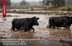Chuva forte alaga fazenda no Paran� e leva bezerros