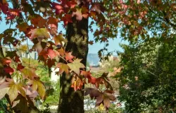 Outono comea nesta segunda-feira e temperatura em MT deve ficar abaixo da mdia para a estao