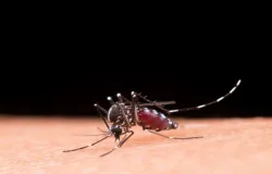 Dengue: como identificar, tratar e prevenir