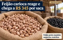 Pre�o do feij�o carioca reage e chega a R$ 345 por saca; preto mant�m neg�cios restritos