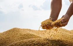 Mercado de Soja: Projees Estveis nos EUA e Revises para Baixo na Argentina