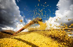 Safra de Soja do Brasil Rumo a Recorde de 170,7 Milh�es de Toneladas em 2024/25