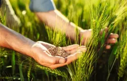 Mercado Brasileiro de Trigo Ganha F�lego com Aumento da Demanda Interna