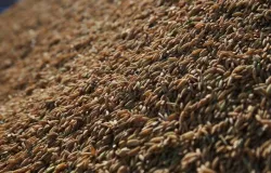 Mercado de arroz no Brasil enfrenta transi��o com baixa liquidez e negocia��es limitadas
