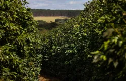 Volatilidade Marca o Mercado Internacional de Caf com Foco na Safra Brasileira