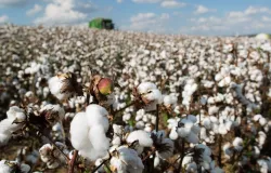 Desacelerao do mercado externo impacta as cotaes internas do algodo